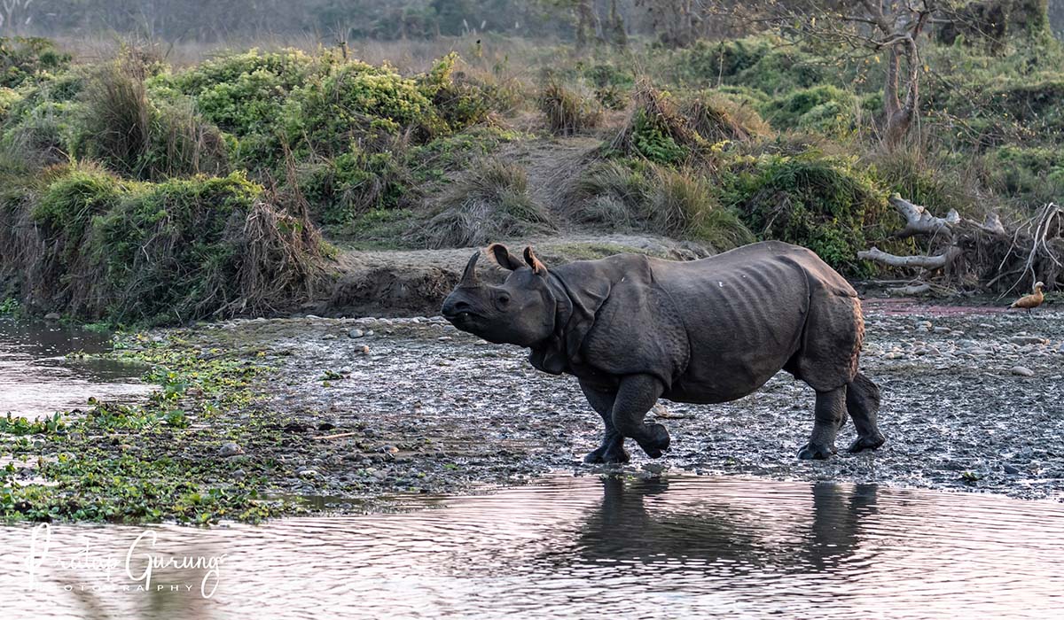 Kathmandu – Pokhara – Chitwan – Nagarkot Tour